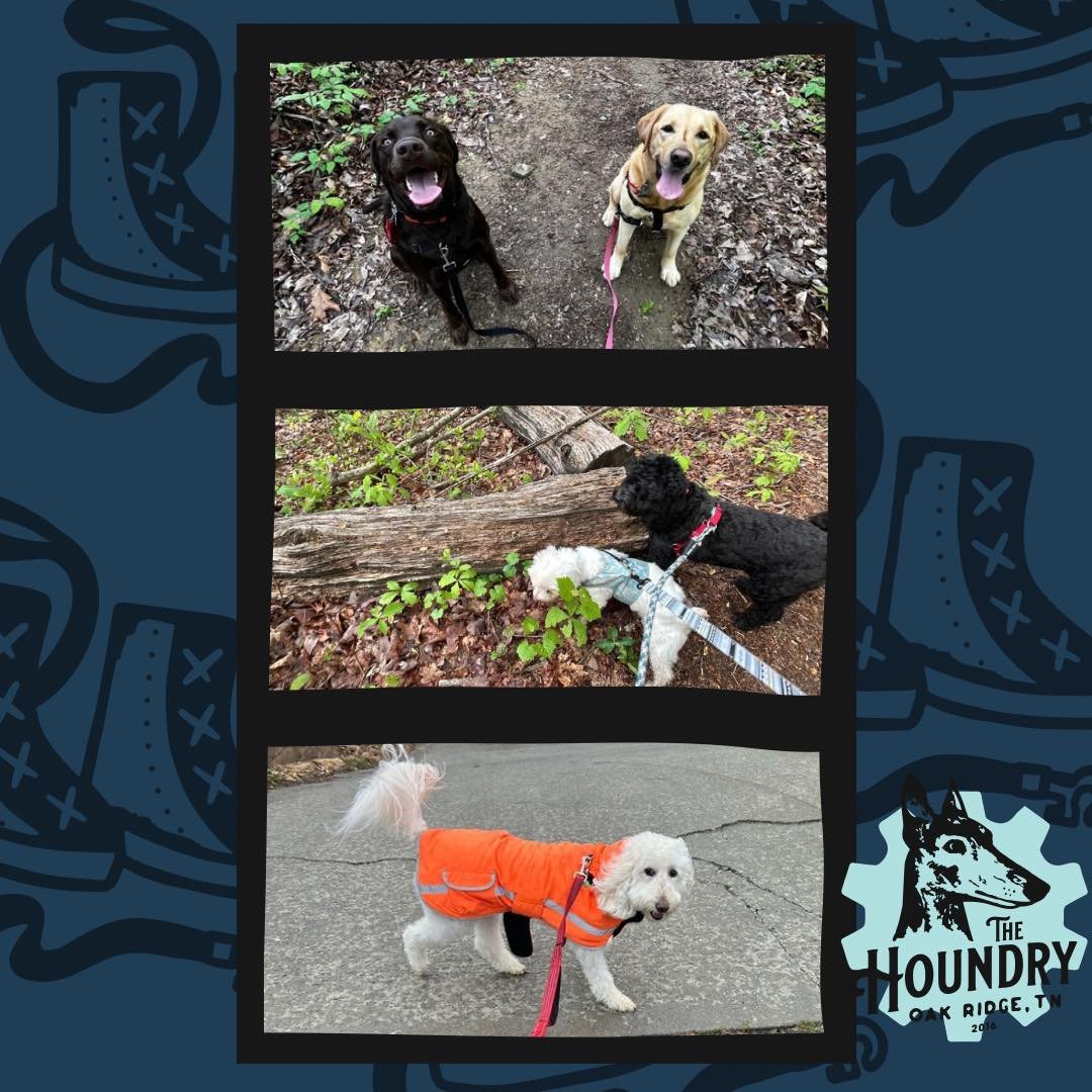 🐾☀️🐶&hearts;️

#walkswiththehoundry #dogwalker #adventurewithdogs