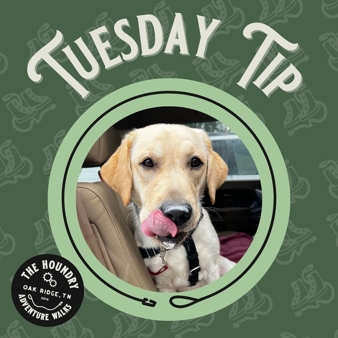Today's tip can be fun for everyone! 

Some dogs struggle with getting into the car out of fear, but by leading them in the car with treats and praise and taking them on a trip to a local dog-friendly place they learn that going for car rides can be 