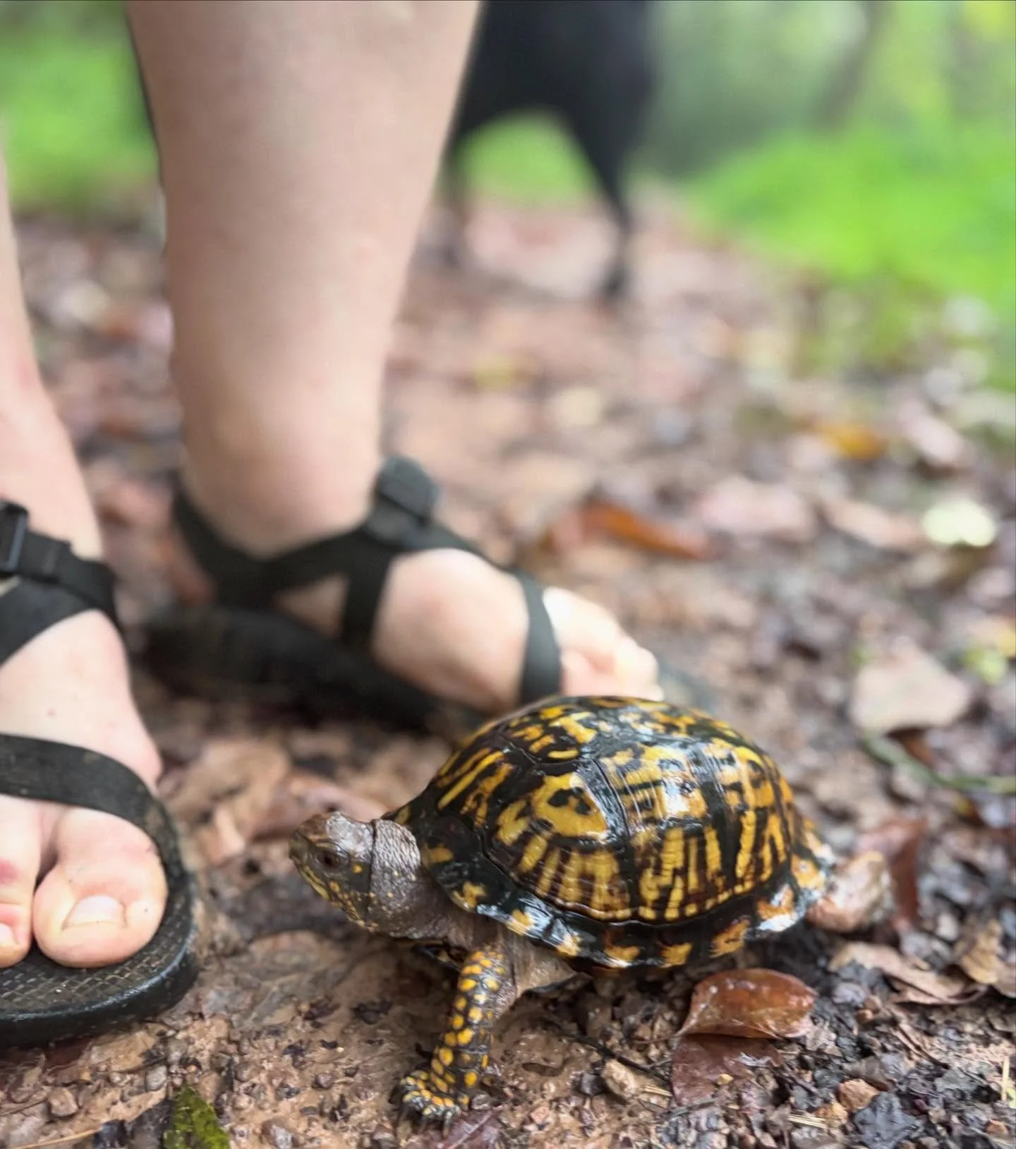🧡🐢 Trail season surprise &mdash; we&rsquo;ve been spotting so many little box turtles out and about! They&rsquo;re slow, steady, and absolutely adorable reminders to pause and enjoy the journey. 🌿✨ If you see one, be sure to give them space and le