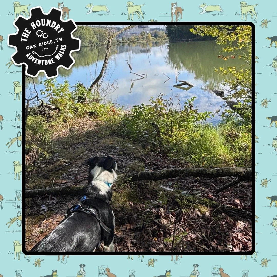 Sometimes our hikes come with a little extra magic ✨

Our adventure buddy paused mid-trail to admire a great blue heron out on the water 👀🪶 Moments like this remind us that exploring with dogs isn&rsquo;t just about exercise&mdash;it&rsquo;s about 