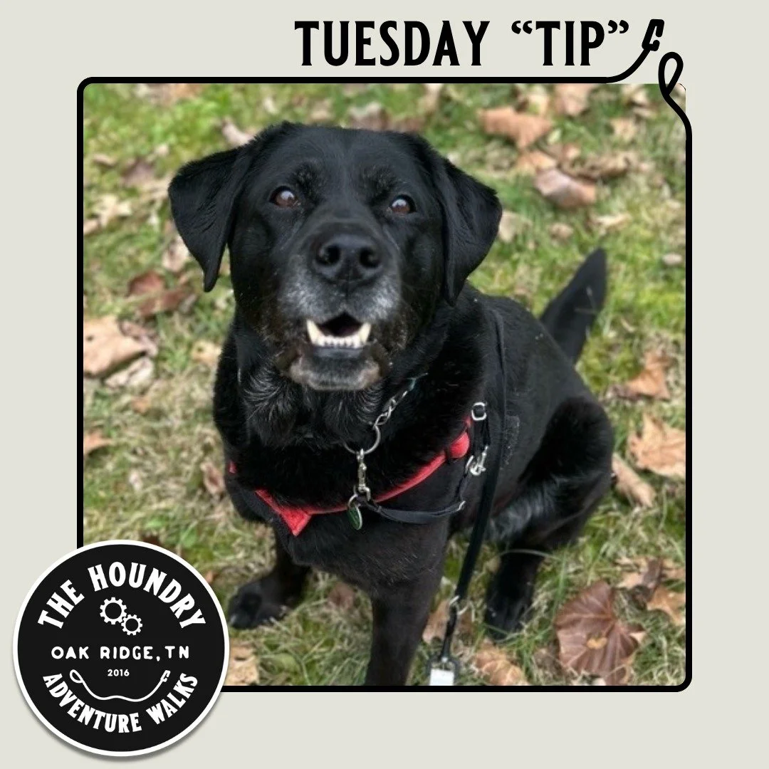 🌿🐾 Tuesday Tip with The Houndry 🐾🌿

It&rsquo;s a common myth that rest is always best for arthritic dogs. While extra rest can help during flare-ups, controlled exercise is actually one of the best ways to keep joints healthy and mobile! 💪✨

Gen
