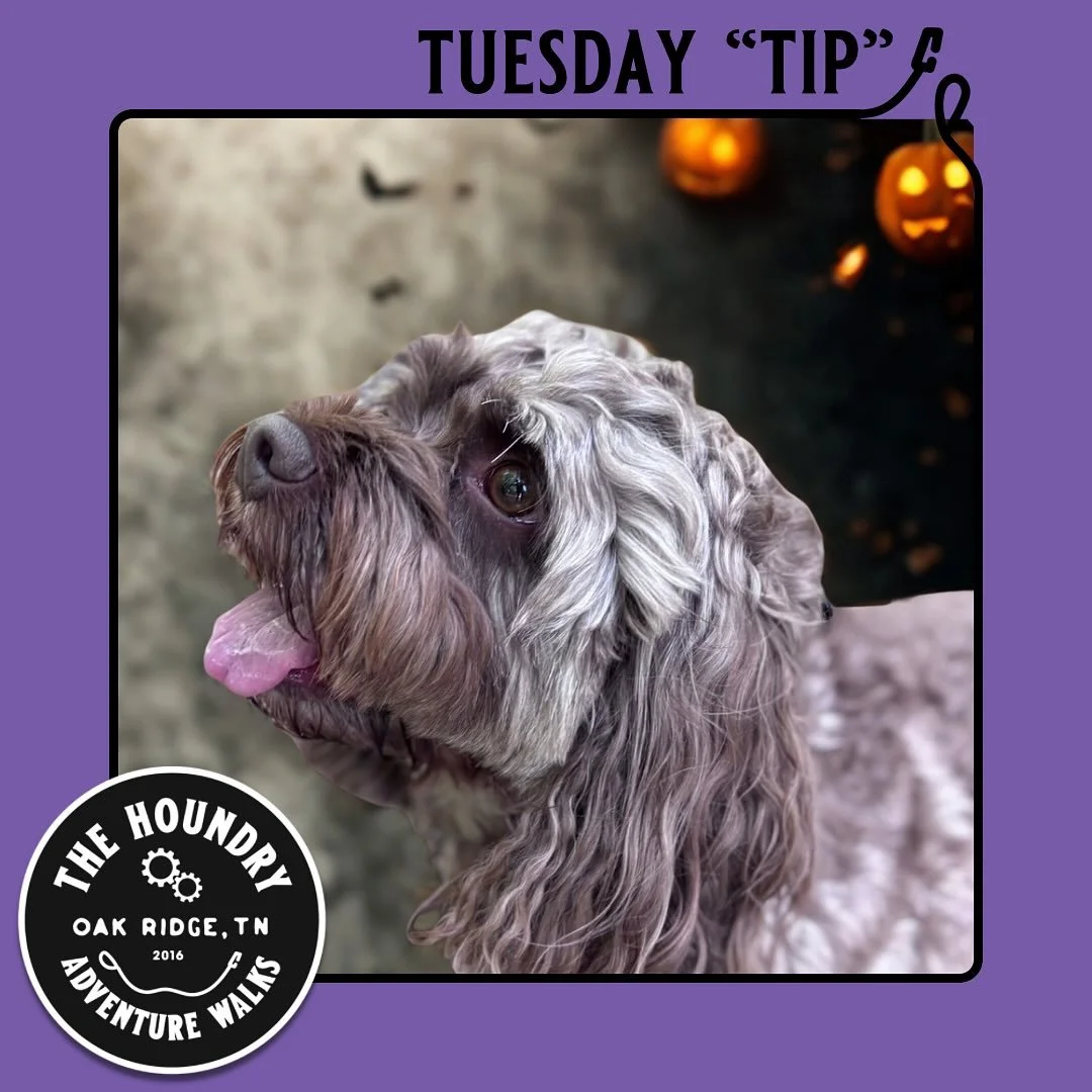 🎃 Stranger Danger: Halloween Edition 🎃

Halloween is spooktacular fun for us &mdash; but for many pups, the doorbell ringing, costumes, and squealing trick-or-treaters can feel downright spooky. 👻

👀 Why it matters:
Dogs rely on familiar routines