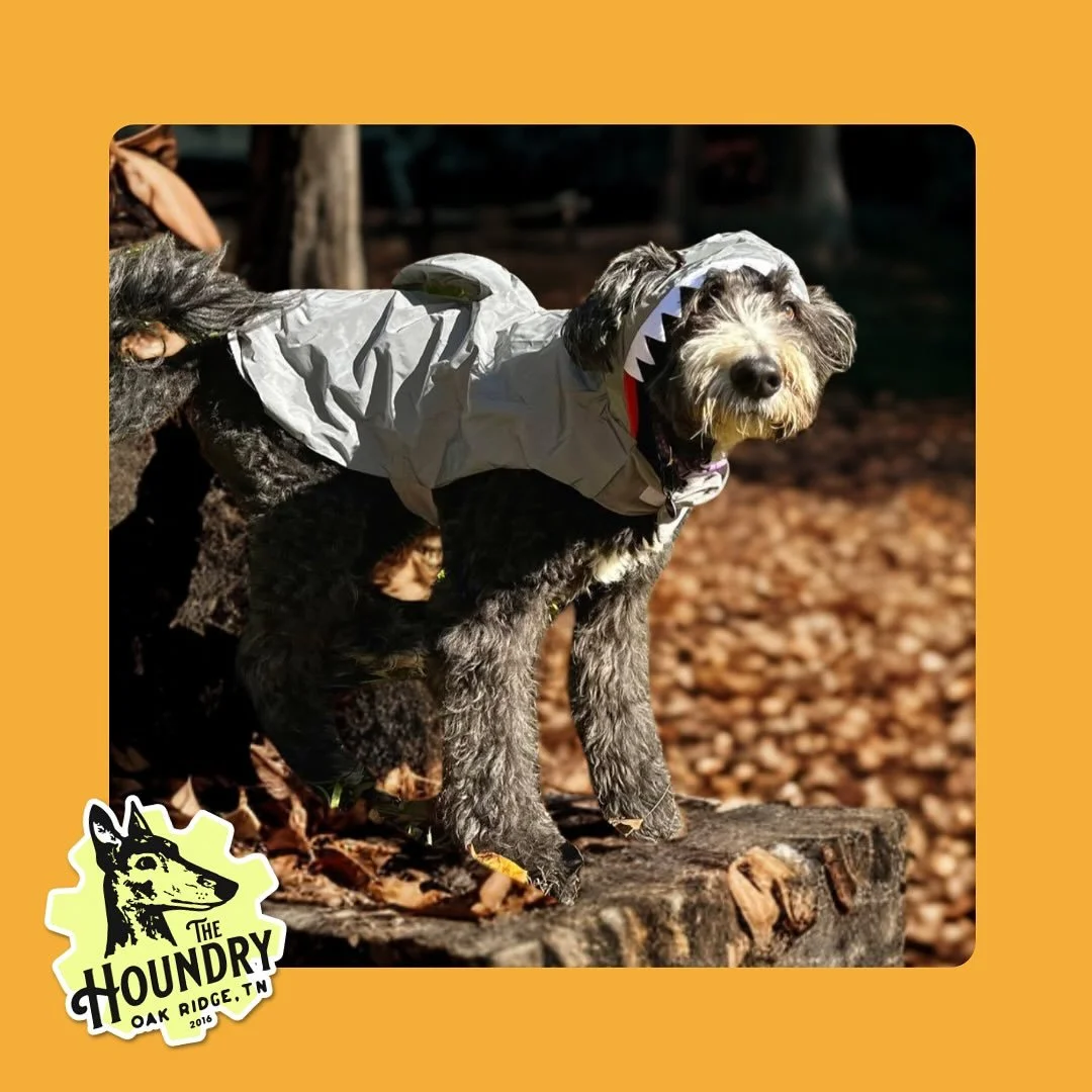 🦈 Costume Comfort &amp; Consent

Molly says: &ldquo;Maybe I&rsquo;m not meant to be the apex predator this year.&rdquo; 😅

While she looks adorable, you can tell she&rsquo;s not entirely sure about this shark suit &mdash; it&rsquo;s blocking her vi