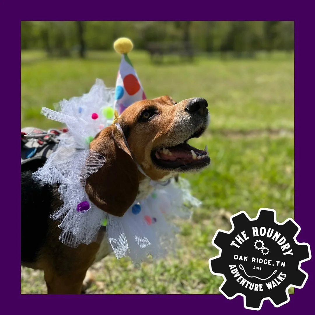 🎃 Halloween Safety Tip! 🐾

Between trick-or-treaters, spooky sounds, and constantly opening doors, even the best-behaved dogs can get spooked and make a run for it! 👻
Here&rsquo;s how to keep your pup safe and help others if you spot a stray this 