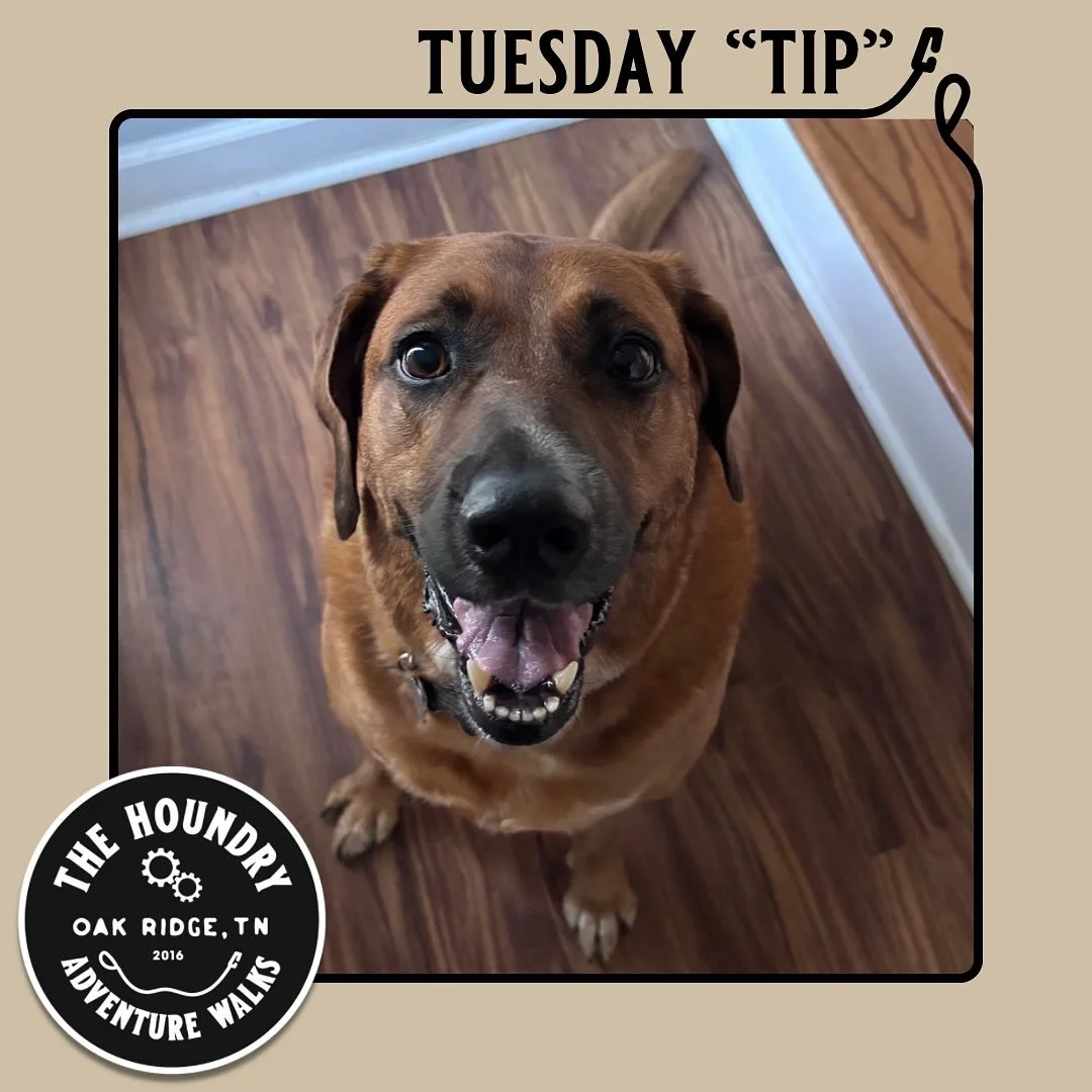 🦃 A Whoops-it&rsquo;s-Wednesday Tuesday Tip😜: Holiday Guests &amp; Happy Dogs!

The holidays are full of friends, family, and food &mdash; but for your pup, that can mean a whole lot of new smells, noises, and strangers!

🐾 Set up a Safe Zone: Giv