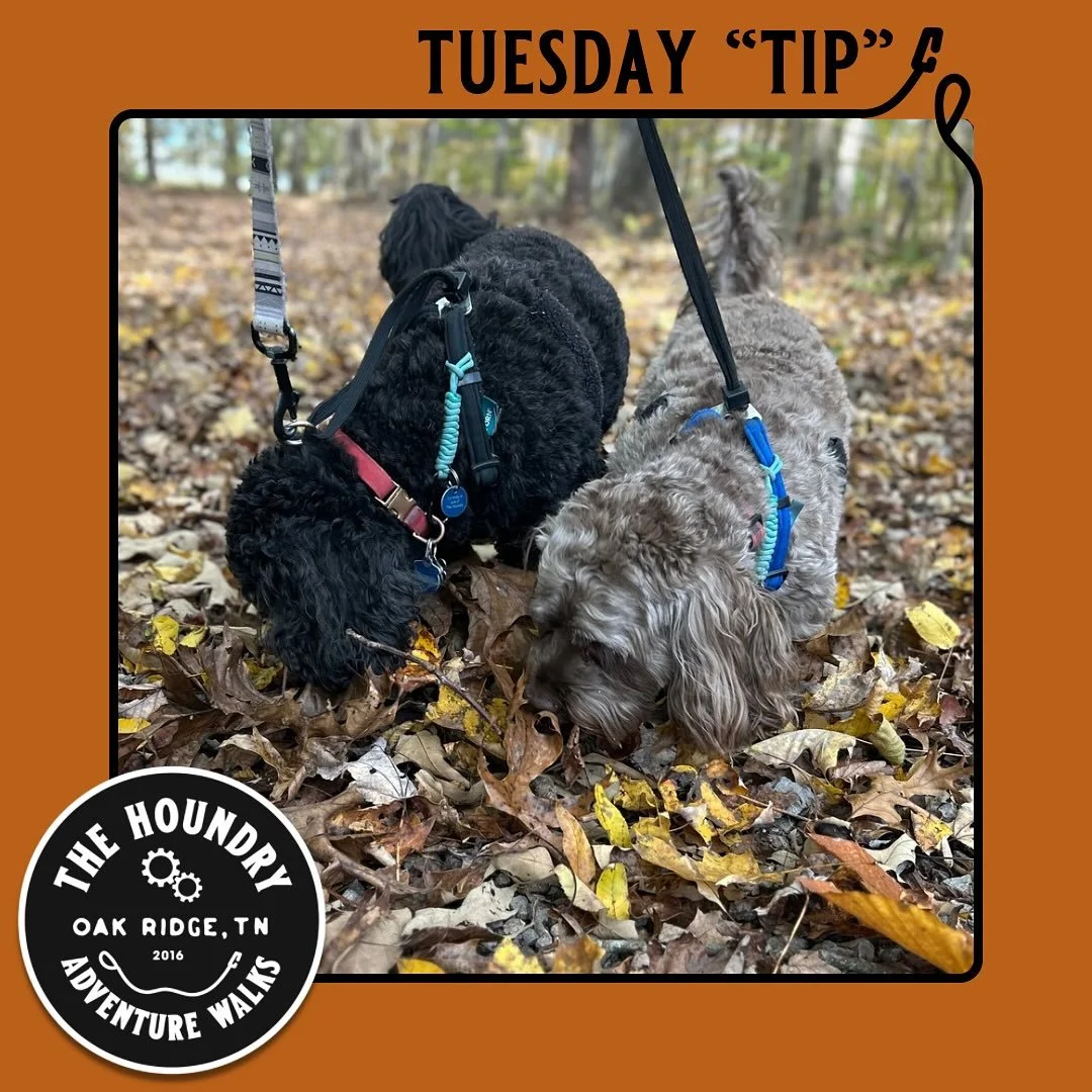 🍁 Tuesday Trail Tip: Fall Nuts to Watch Out For! 🐾

Those crunchy nuts on the trail might look fun to sniff, but many are toxic to dogs! 🚫

❌ Acorns, Buckeyes, Hickory Nuts, Walnuts, and Pecans &ndash; can cause stomach upset, seizures, or worse.
