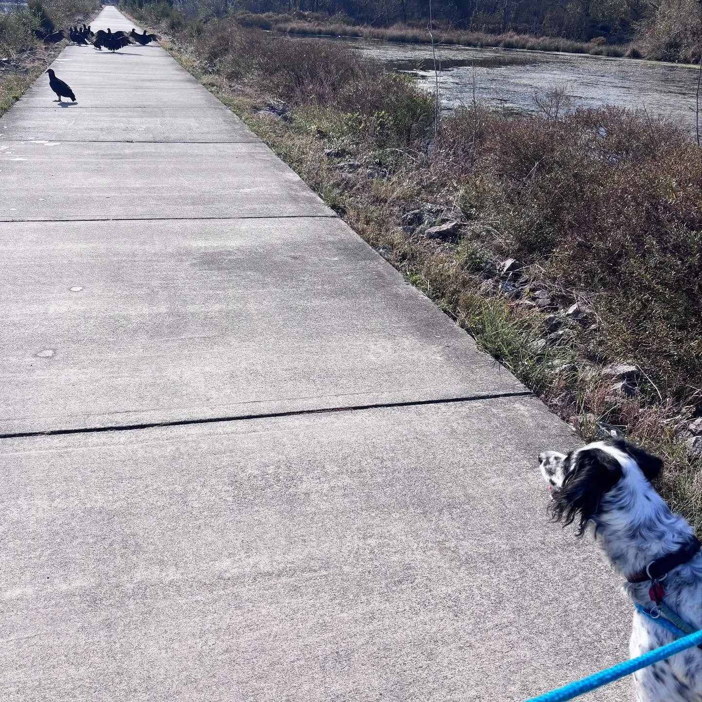 Staring contest between Phoebe and a flock of Turkey Vultures&hellip;. and the vultures blinked first. 👁️ 👁️