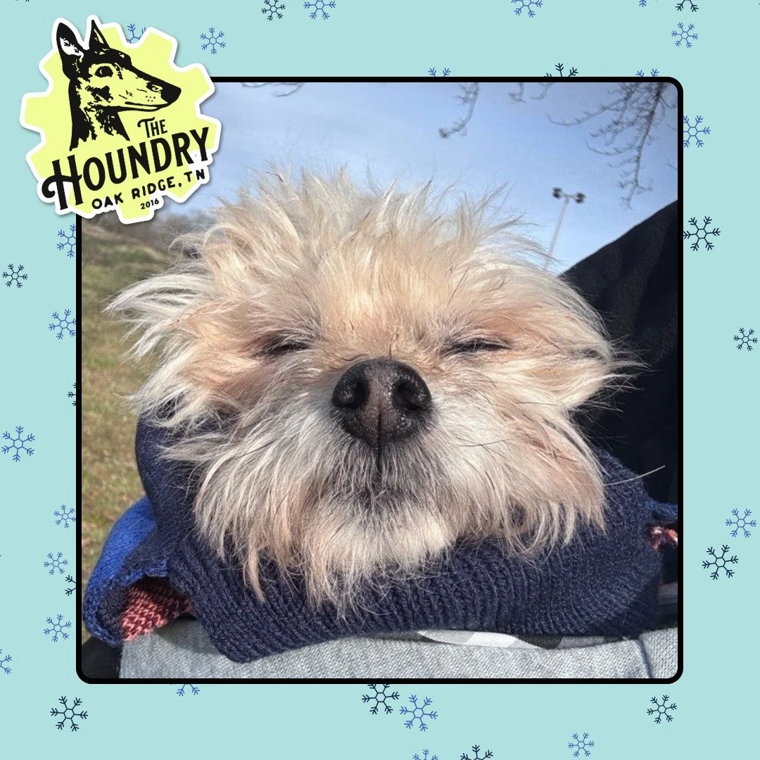 As you struggle with your own Seasonal Affective Disorder, you may wonder: Do dogs get seasonal depression?

Not in the clinical sense, but many pups do feel the winter blues. 

Shorter days, gloomy weather, and less sunlight can mean lower energy, e