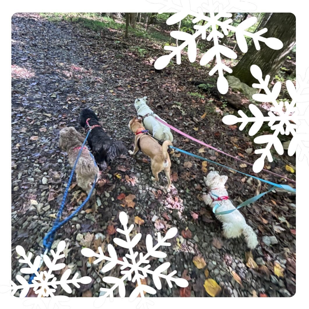 Joyful group hikes, tails wagging with glee,
Friends made on the trail, just as happy as can be. 🐾

Hiking pups learning manners and more,
Confidence growing with each step they explore. 🐕&zwj;🦺