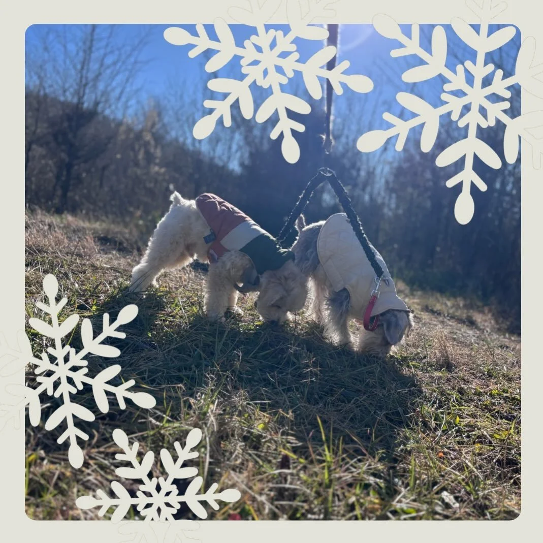 Enrichment moments&mdash;brains working hard,
Sniffing and thinking and making their mark! 🧠🐾