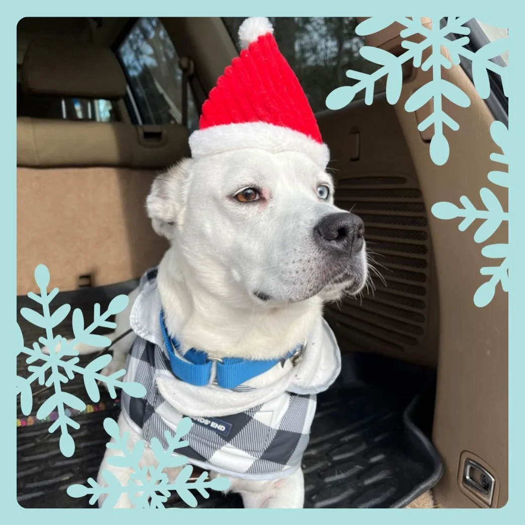 Our Dog Adventure Poem

Scenic trails where our pups love to roam, Sniffing, exploring&mdash;Oak Ridge feels like home. 🌲🐕

Joyful group hikes, tails wagging with glee, Friends made on the trail, just as happy as can be. 🐾

Happy pups learning man