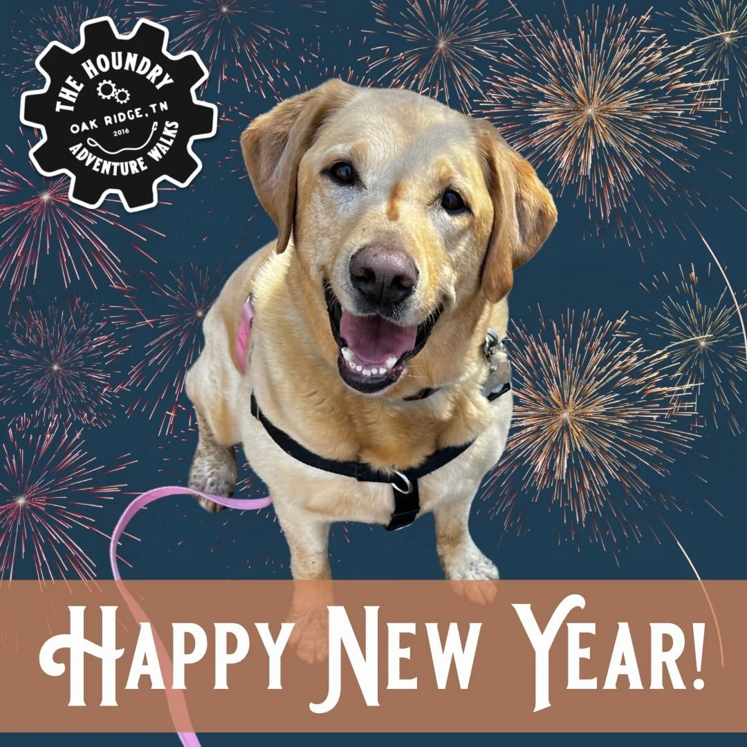🎉 New Year&rsquo;s Resolutions for Your Dog (Because They&rsquo;d Make Them If They Could) 🐾

🐕 More movement &ndash; Daily walks, sniffari time, and chances to stretch those legs (and noses).

🧠 Mental enrichment &ndash; Puzzle toys, training ga