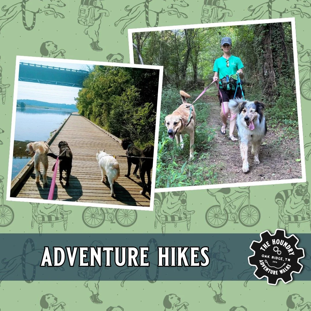 🐾 Why Dogs Love Group Hikes 🌿

Sniffing new smells
Stretching their legs
Building confidence
Making dog friends

Our pack hikes give dogs the mental enrichment and physical exercise they&rsquo;re craving&mdash;guided by trained professionals who kn