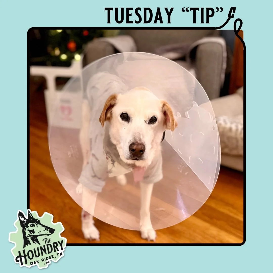 🐾 Tuesday Tip with The Houndry 🐾

Bringing your pup home after surgery can feel a little overwhelming. But, a calm, thoughtful approach makes all the difference in their recovery. 💛

Post-Surgery Care Tips for Your Dog:

&bull; Create a quiet reco