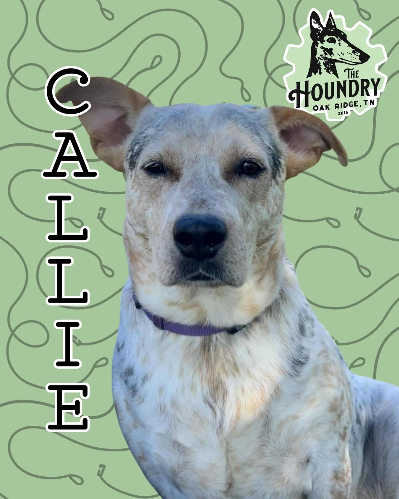 🐾 Woof Wednesday with The Houndry 🐾

🎉✨ Callie is READY for her forever home! ✨🎉

Okay friends&mdash;this sweet girl has been waiting WAY too long (one whole year as of 2/12/26 😭), and we just know her perfect match is out there. Let&rsquo;s fin