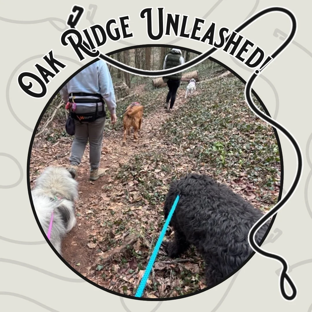 🌿 Oak Ridge Unleashed: Cedar Hill Park &amp; Greenway 🐾

Tucked right into the heart of Oak Ridge, Cedar Hill Park and its connecting greenway trail offer one of those perfect blends of nature, movement, and community charm.

The Cedar Hill Greenwa