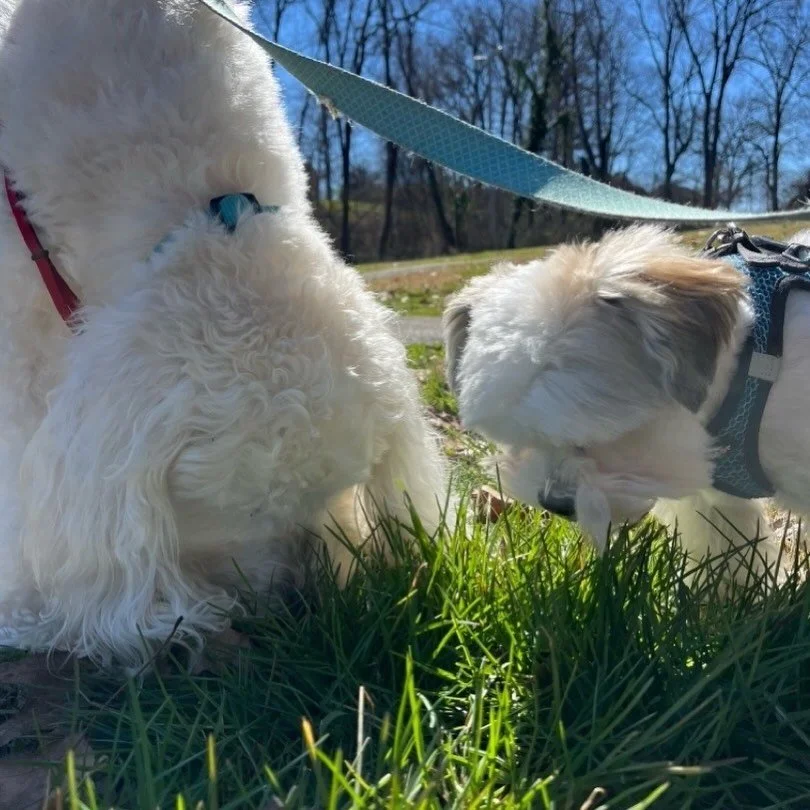 🌺 Spring is in the air 🌼