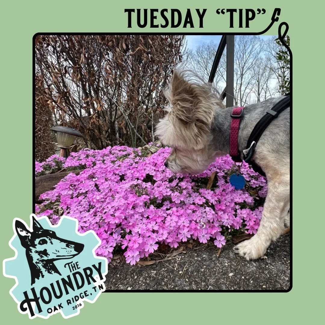 🐾 Tuesday Tip with The Houndry 🌿

Spring is beautiful&hellip; but not every plant blooming this time of year is safe for dogs.

Many common spring plants can be toxic if chewed or eaten, so it&rsquo;s important to keep an eye on what your dog inves