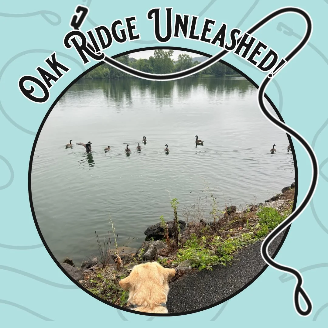 🌿🐾 Oak Ridge Unleashed: Melton Lake Park 🐾🌿

Melton Lake Park is one of our favorite spots with The Houndry&mdash;beautiful views, tons of smells, and plenty of space for dogs to explore the world around them. 🌊

From the boardwalk to the grassy