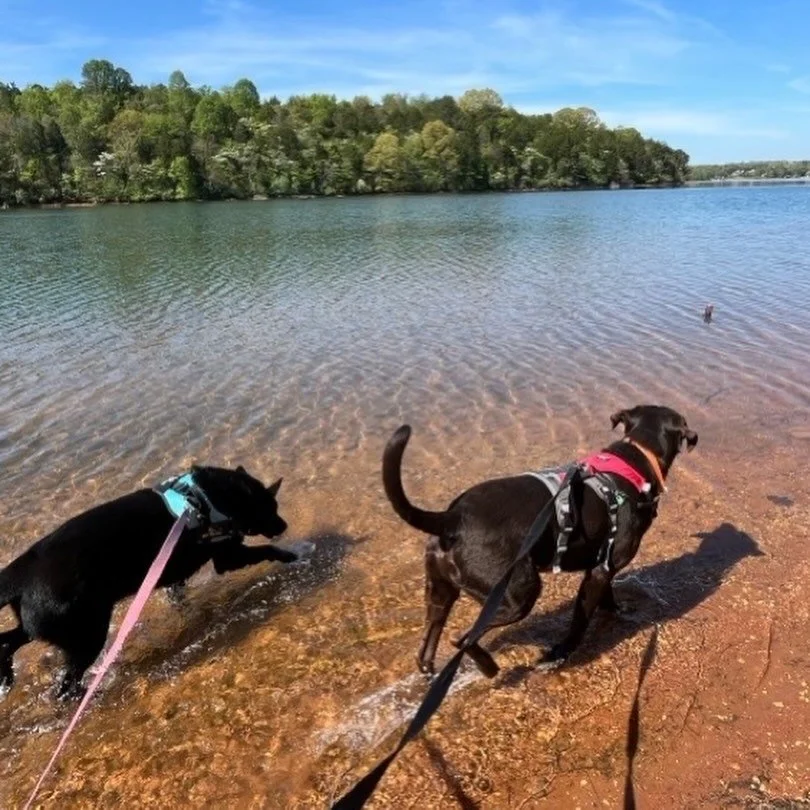 🍀🌳🐾 Paw-fect Spring Days