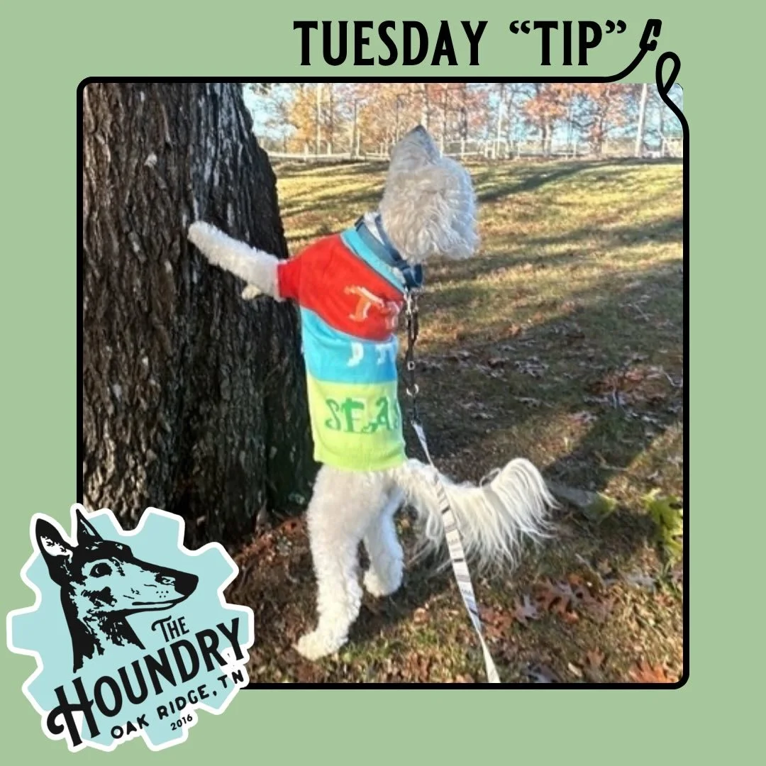 🐾 Tuesday Tip with The Houndry 🐾

🌿 Wildlife Awareness = Safer Adventures 🌿

When you&rsquo;re out exploring, your dog&rsquo;s curiosity can get them into trouble faster than you think. Wildlife might seem exciting&mdash;but it can be dangerous f