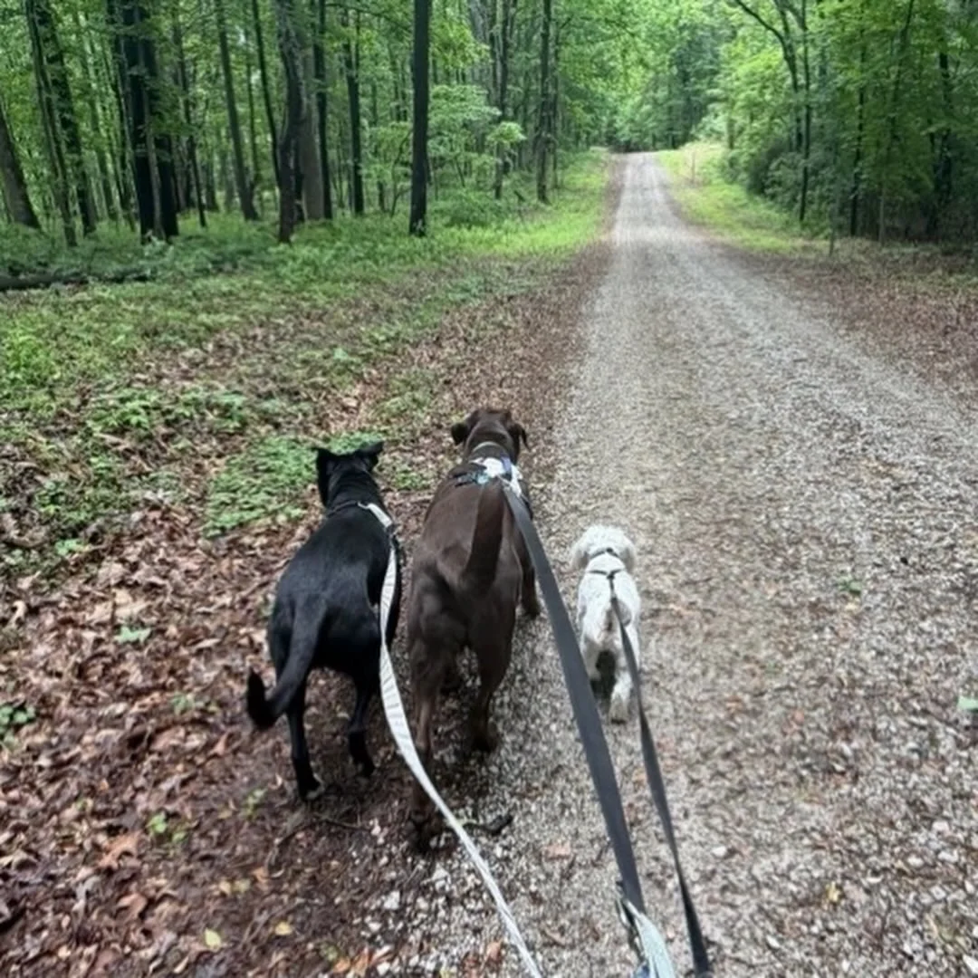 🥾 🐶 🌳