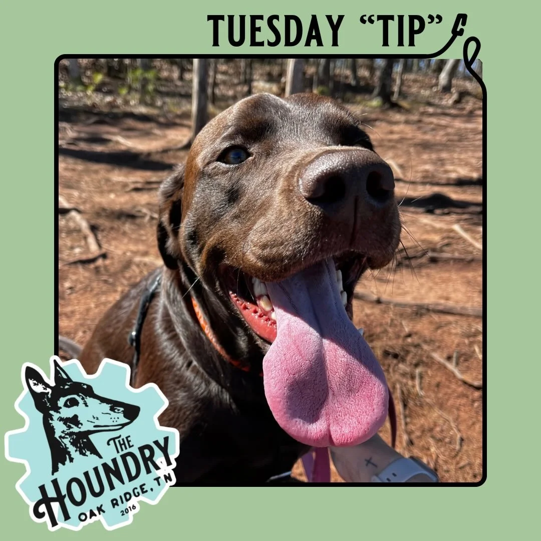 🐝 Yellow Jacket Safety for Dogs 🐾

Yellow jackets can turn a fun outdoor adventure into a scary situation fast. These aggressive stinging insects often build nests in the ground, under decks, in wood piles, or around fallen trees&mdash;places curio