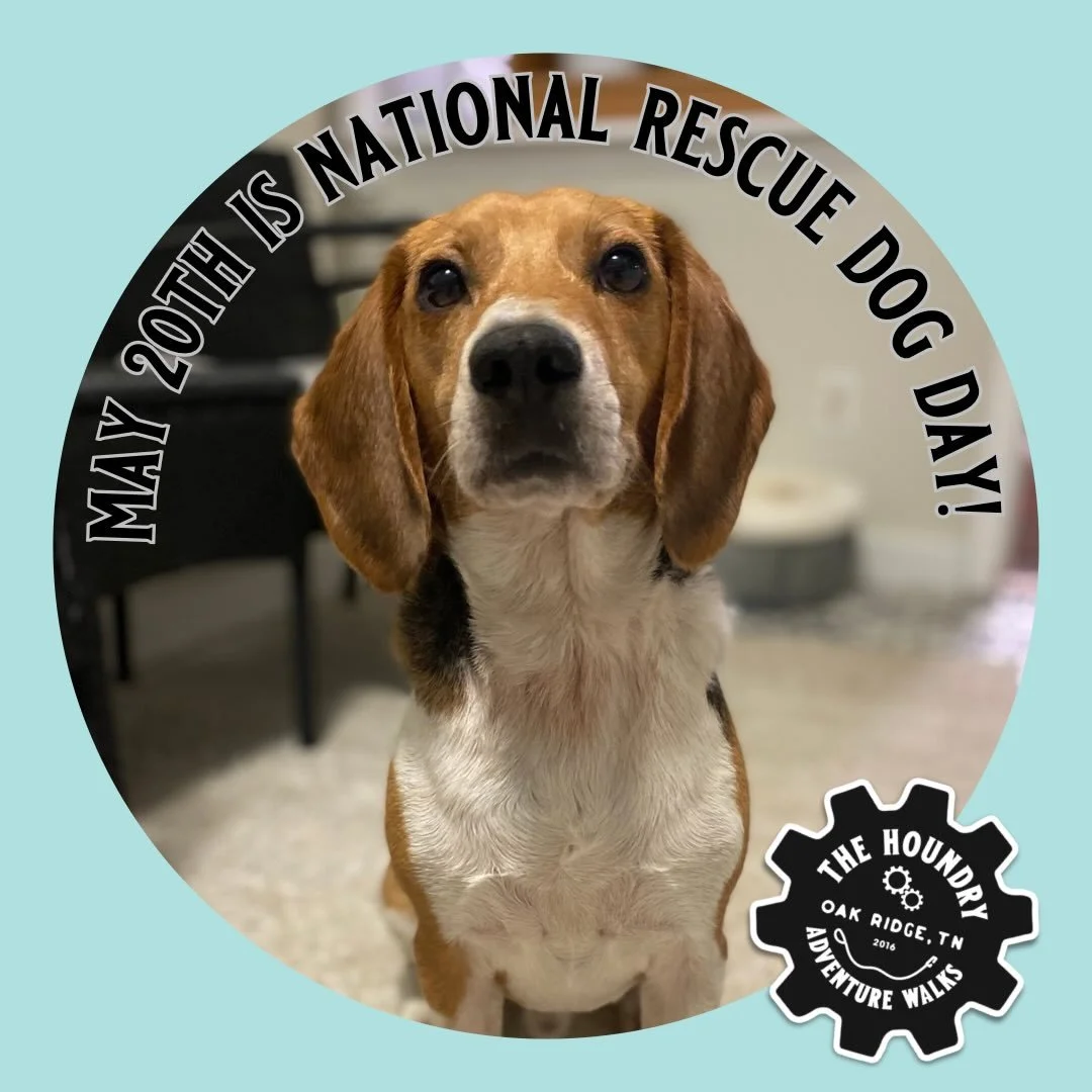 Today is National Rescue Dog Day, and we wanted to take a moment to celebrate the dogs who changed our lives just as much as we changed theirs. ❤️

Rescue dogs come with stories we may never fully know &mdash; but they also come with resilience, loya