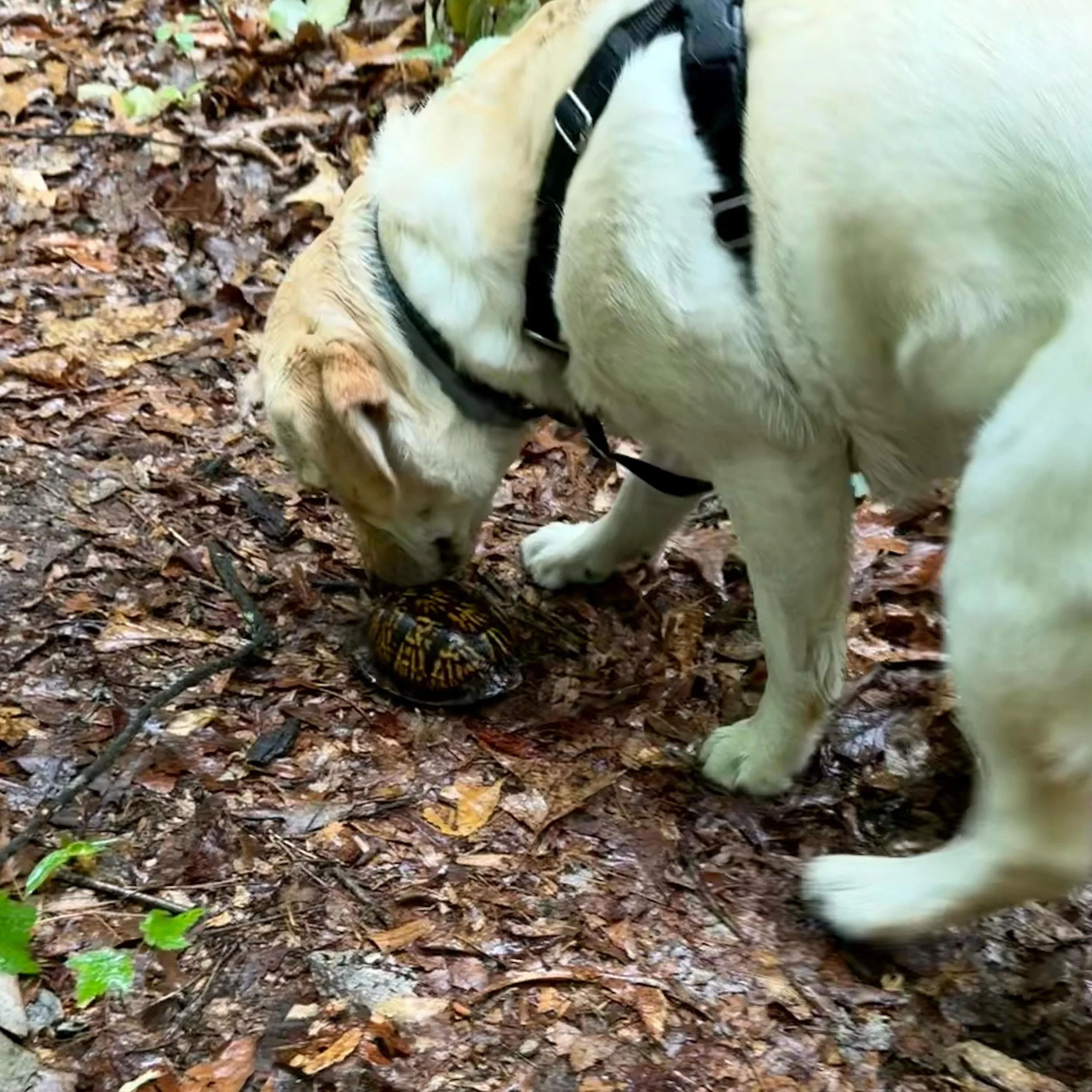 Rainy season means more turtle enrichment for the pups! 🐢