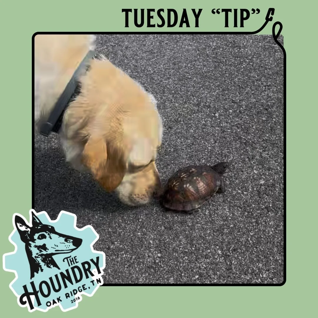🐢 Tuesday Tip: Turtle Traffic Jam! 🚗

If you spot a turtle trying to cross the road, the best thing you can do is help it continue in the direction it was already heading. Turning it around may send it right back into traffic as it continues trying