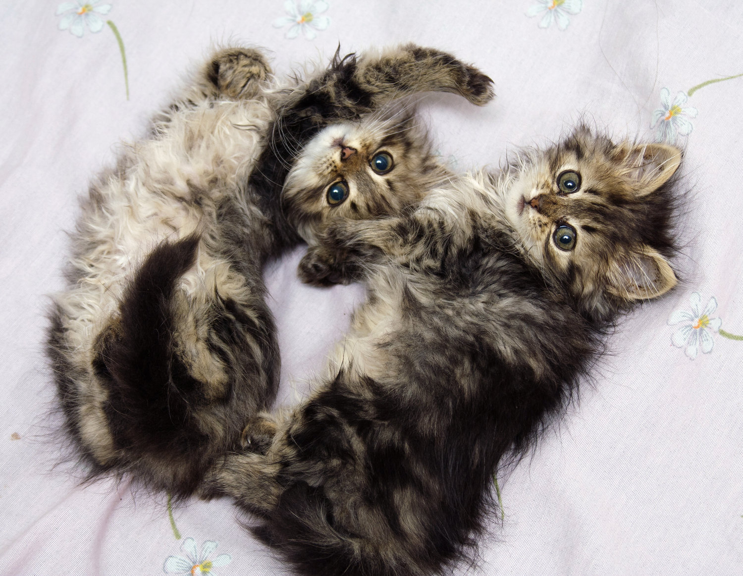 I WASN'T ABLE TO TAKE A PHOTO OF A LABOUR AND DELIVERY SUITE AT SOUTH HEALTH CAMPUS, SO PLEASE ENJOY THIS ADORABLE PHOTO OF KITTENS INSTEAD.