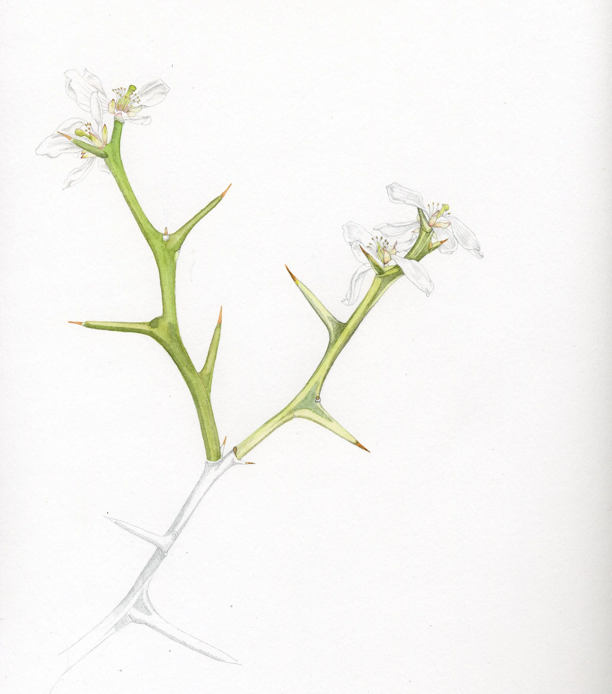 Poncirus trifoliata 'Flying Dragon"
