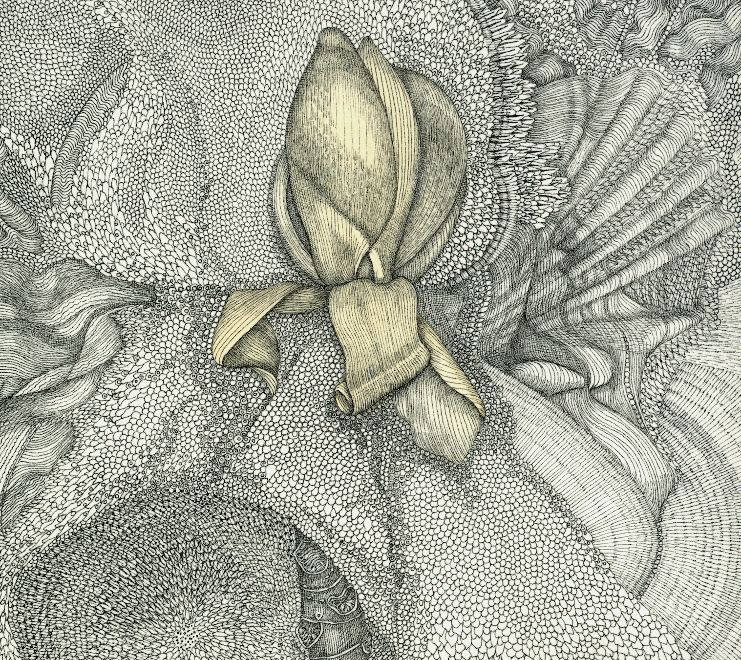 Electricity of sweet bay magnolia