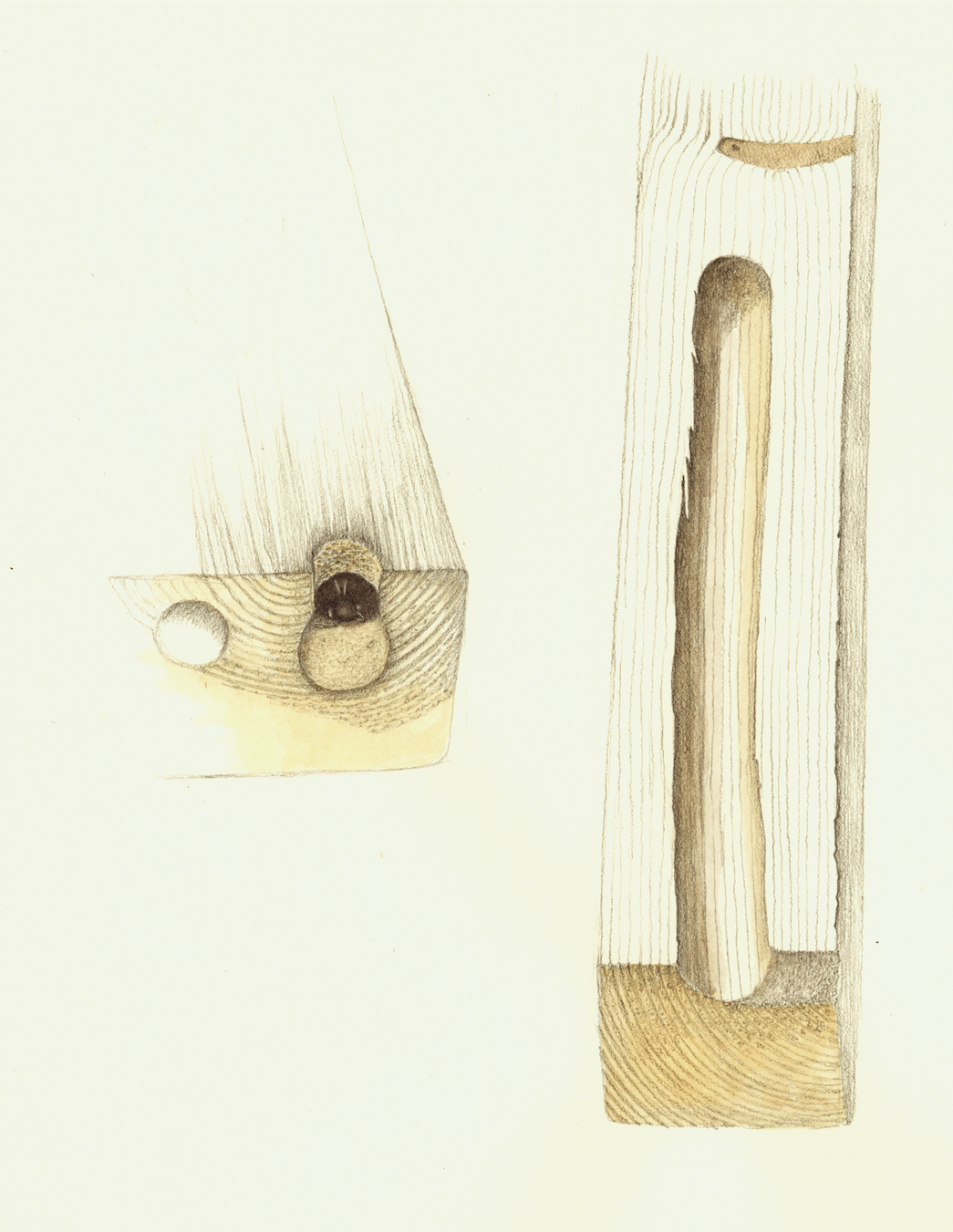 Carpenter Bee Egg Chamber