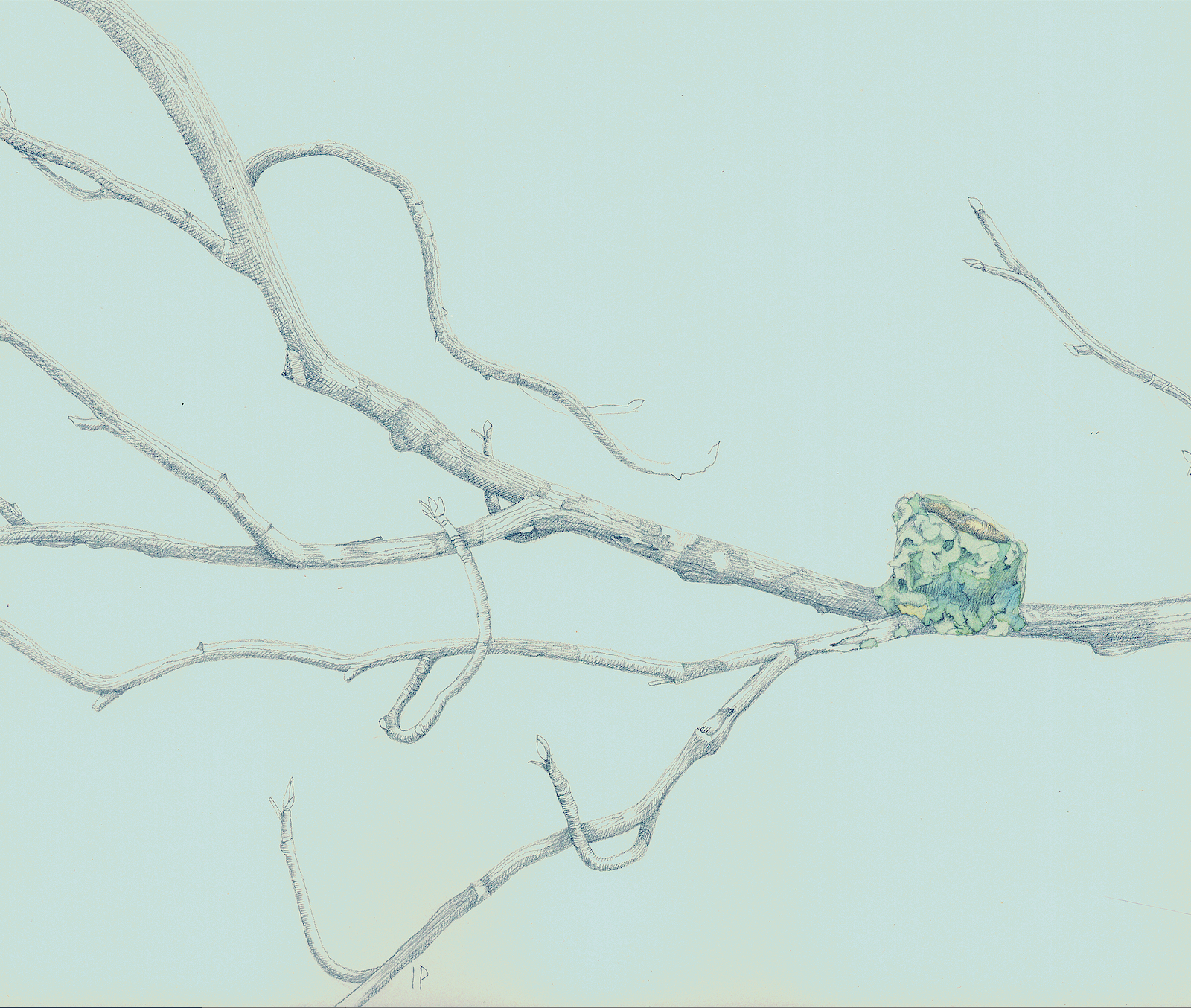 Nest, Ruby-throated hummingbird