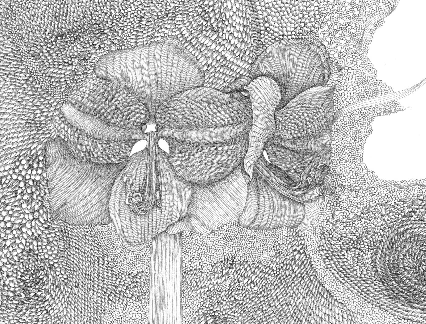 Electricity of Amaryllis