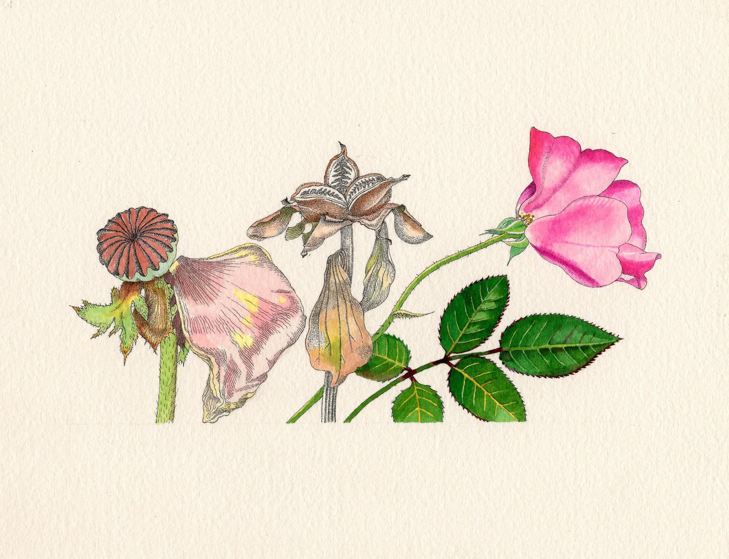 Poppy, Peony, Rose
