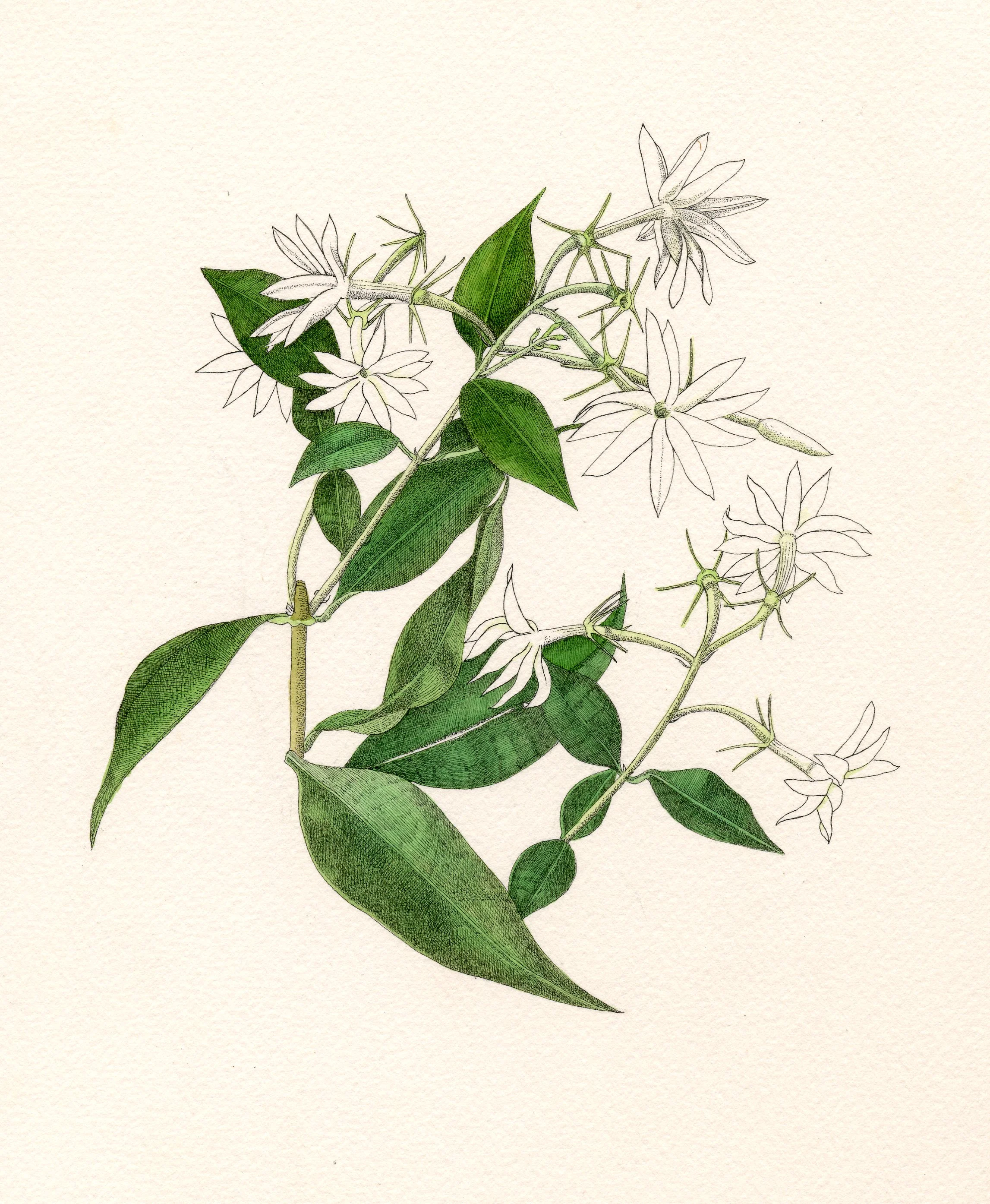 Jasminum nitidum