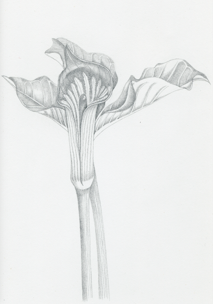 Jack In The Pulpit
