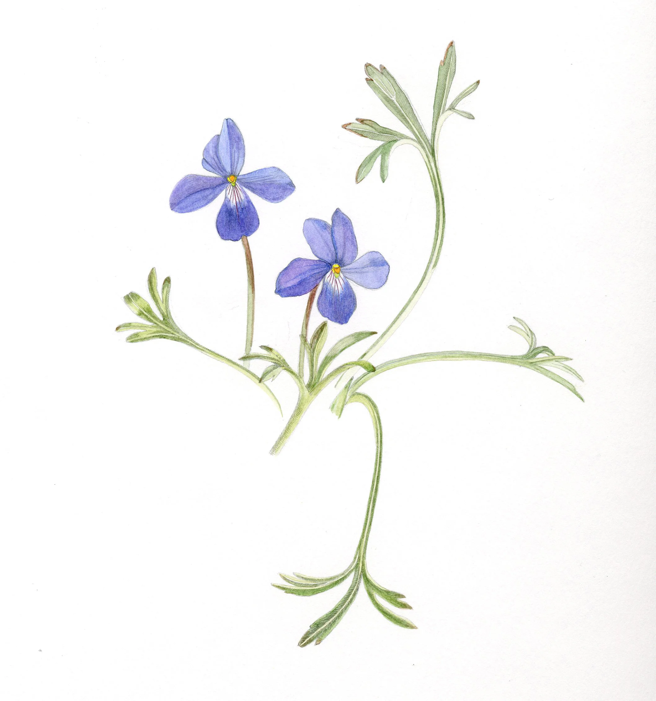 Viola pedata