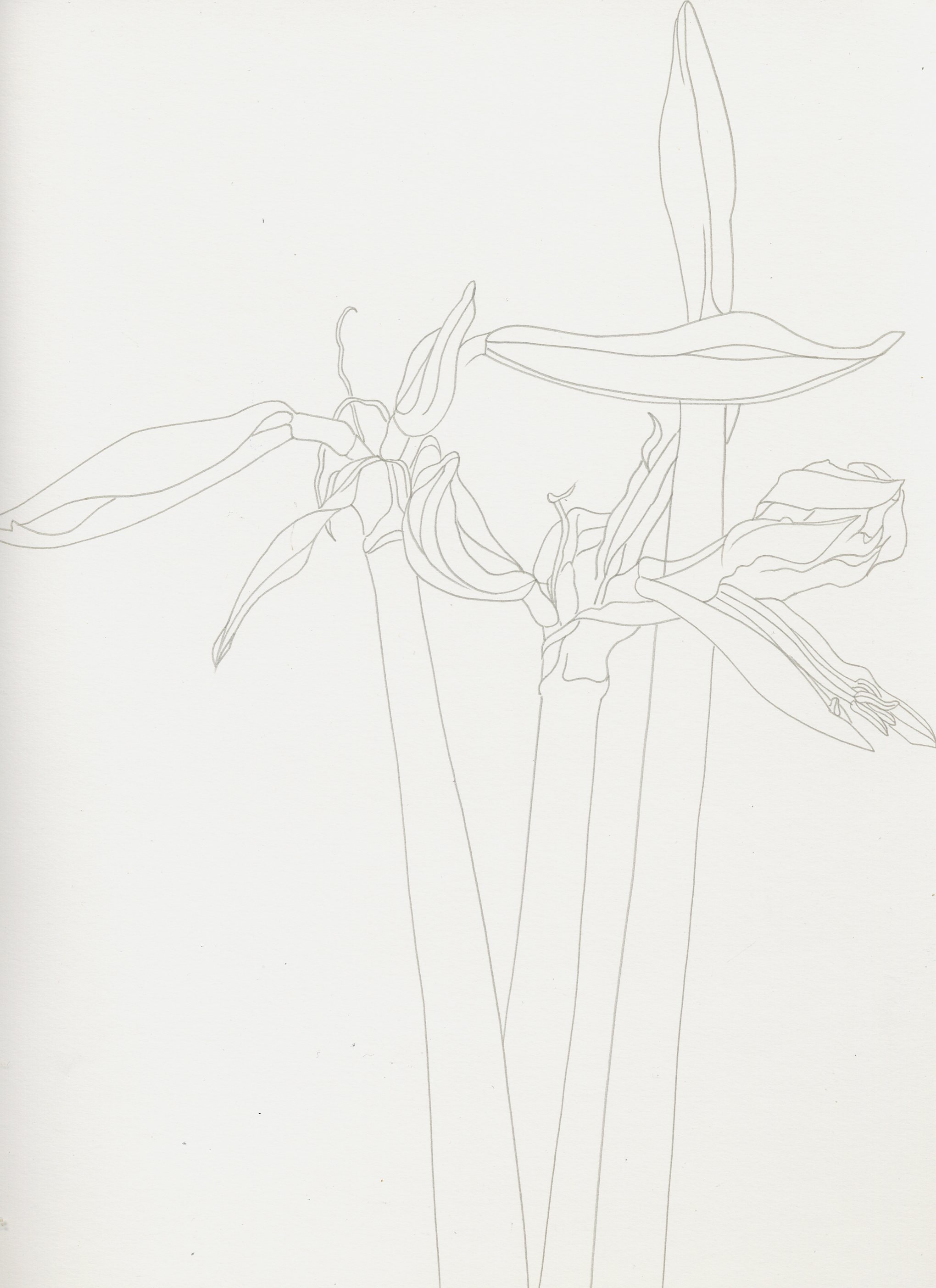 Amaryllis