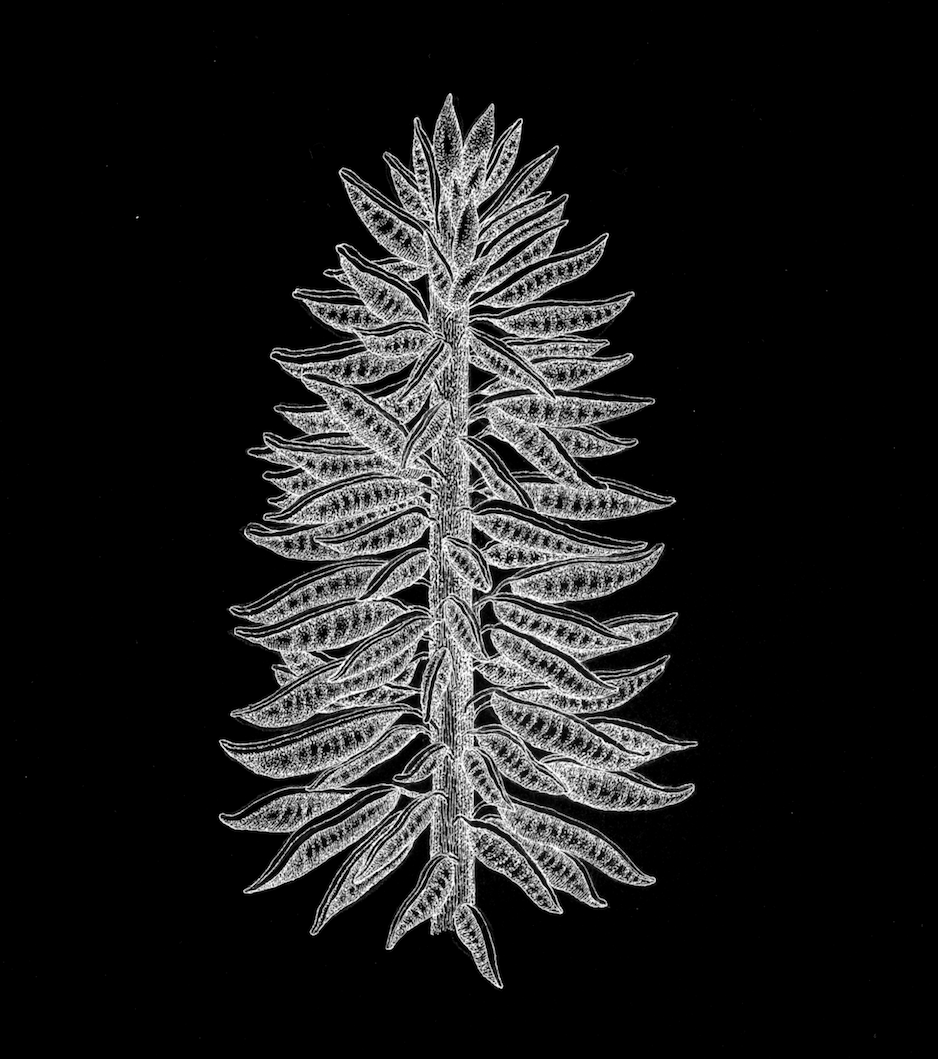 Primitive angiosperm