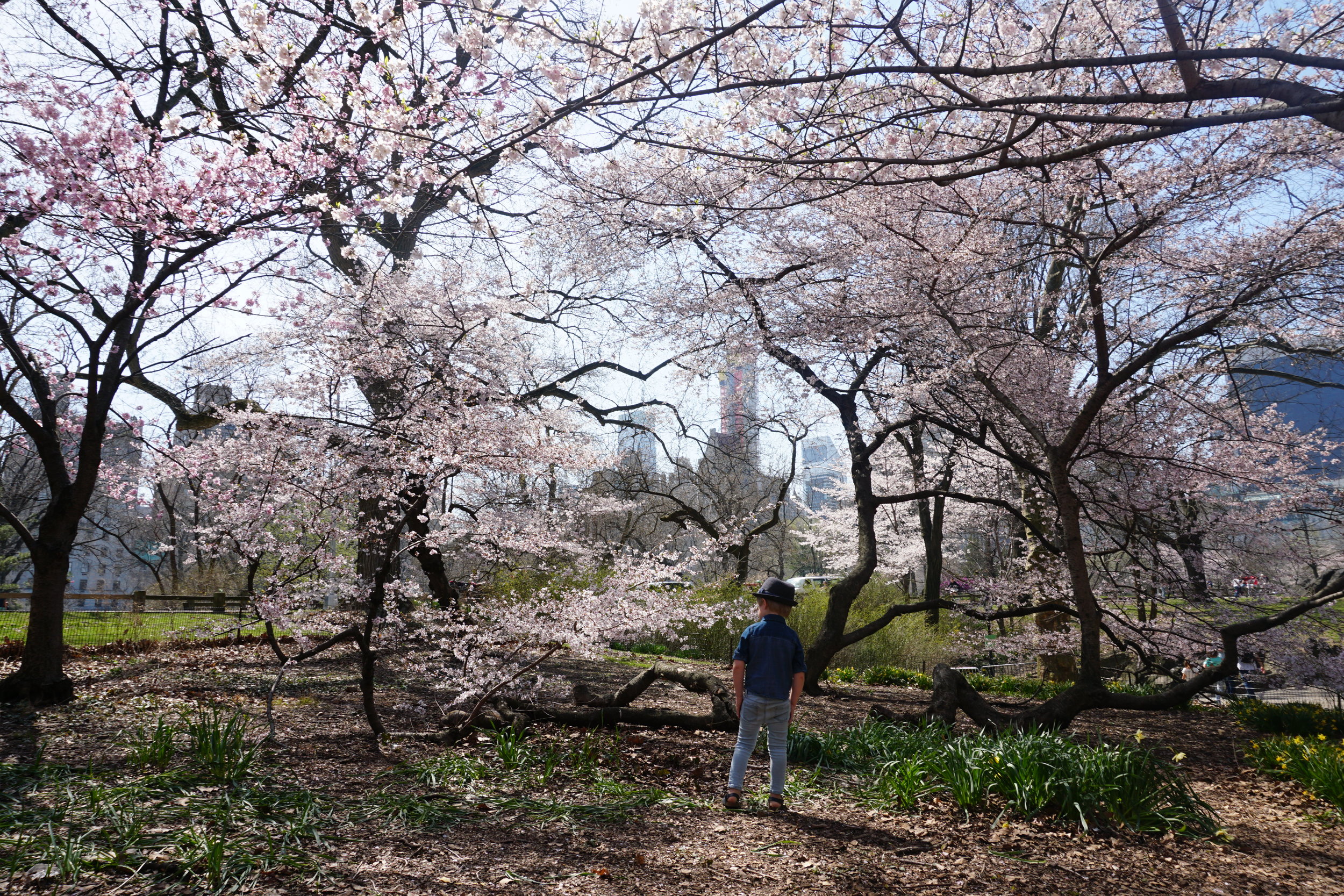 Central Park Cherry Blossoms.JPG