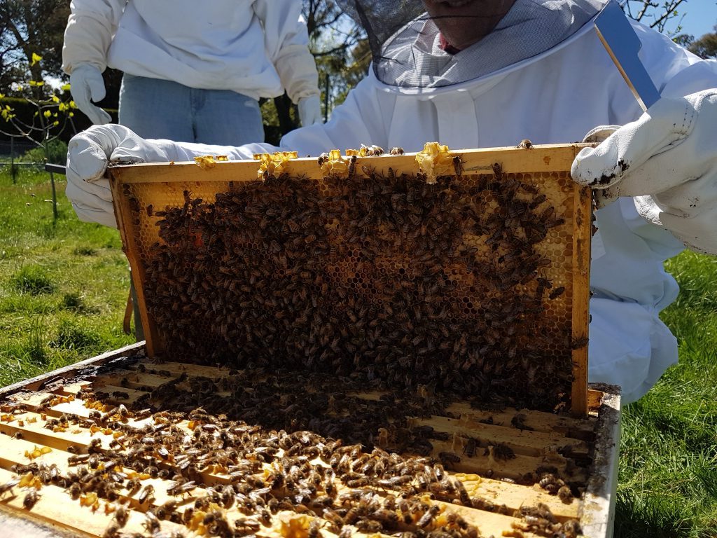 hive inspection.jpg