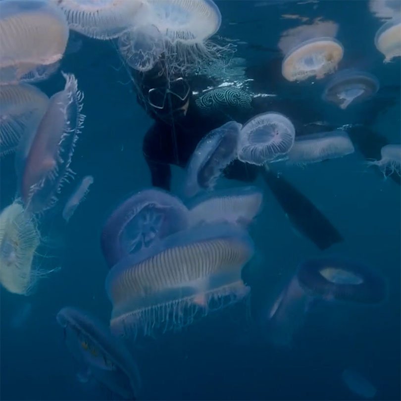 Young Ocean Explorers