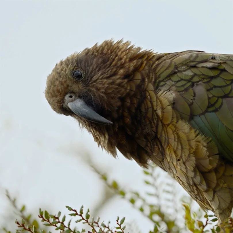 Auckland Zoo