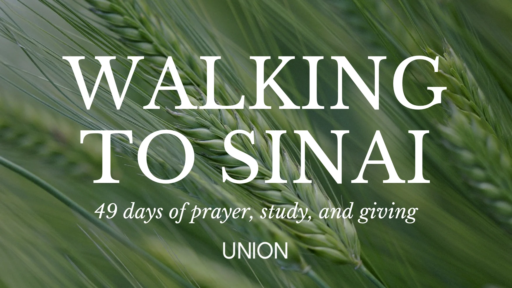 walking to sinai email header.jpg