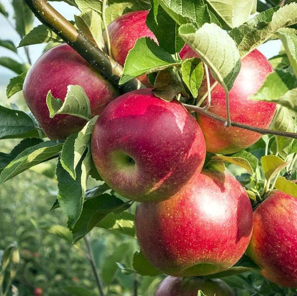 Fruitful Hope amid Outrageous Fortune