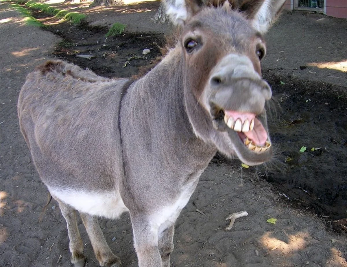 Father Knows Best and Pin the Tale on the Donkey