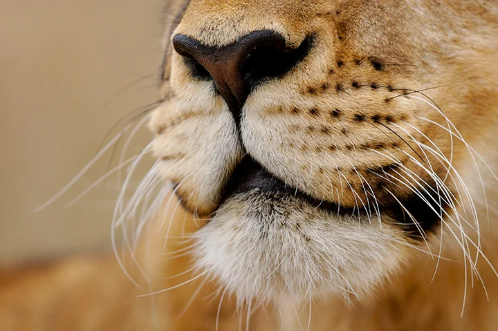 Lion_Close_Up.jpg